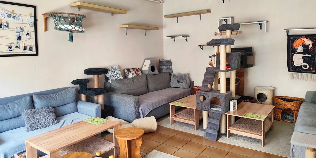 Sezónny či klasický nápoj so vstupom do kaviarne s mačkami (1, 2 alebo 4 osoby) + pamlsky pre mačičky