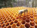 Úniková hra včelařská