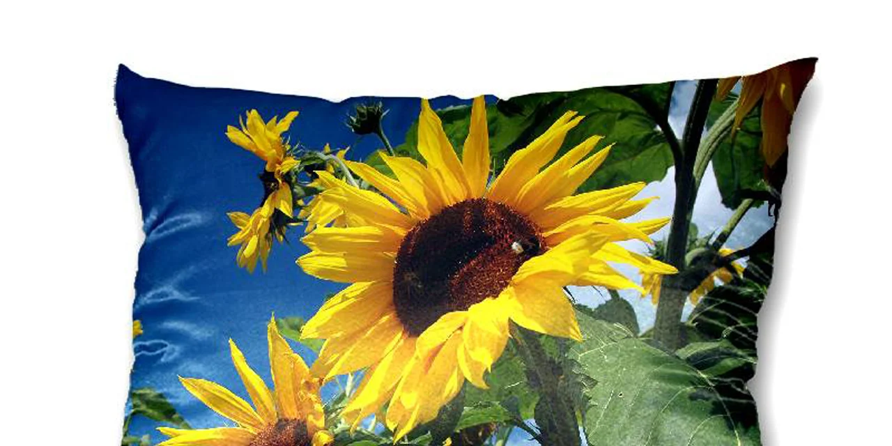 Foto polštář se slunečnicí