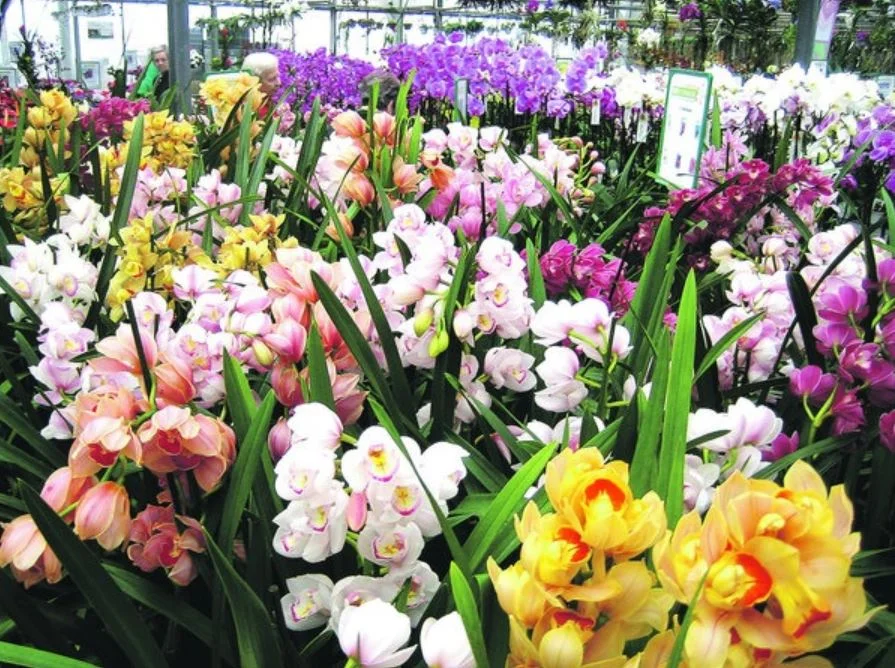 Výlet na prodejní výstavu orchidejí Orchideen Welt a prohlídka Drážďan