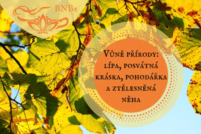 Bylinky našich babiček: online vzdělávací program plný rad a tipů