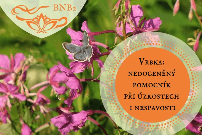 Bylinky našich babiček: online vzdělávací program plný rad a tipů