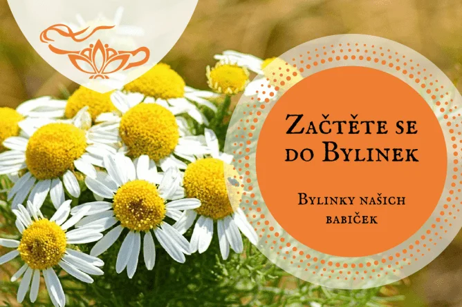 Bylinky našich babiček: online vzdělávací program plný rad a tipů