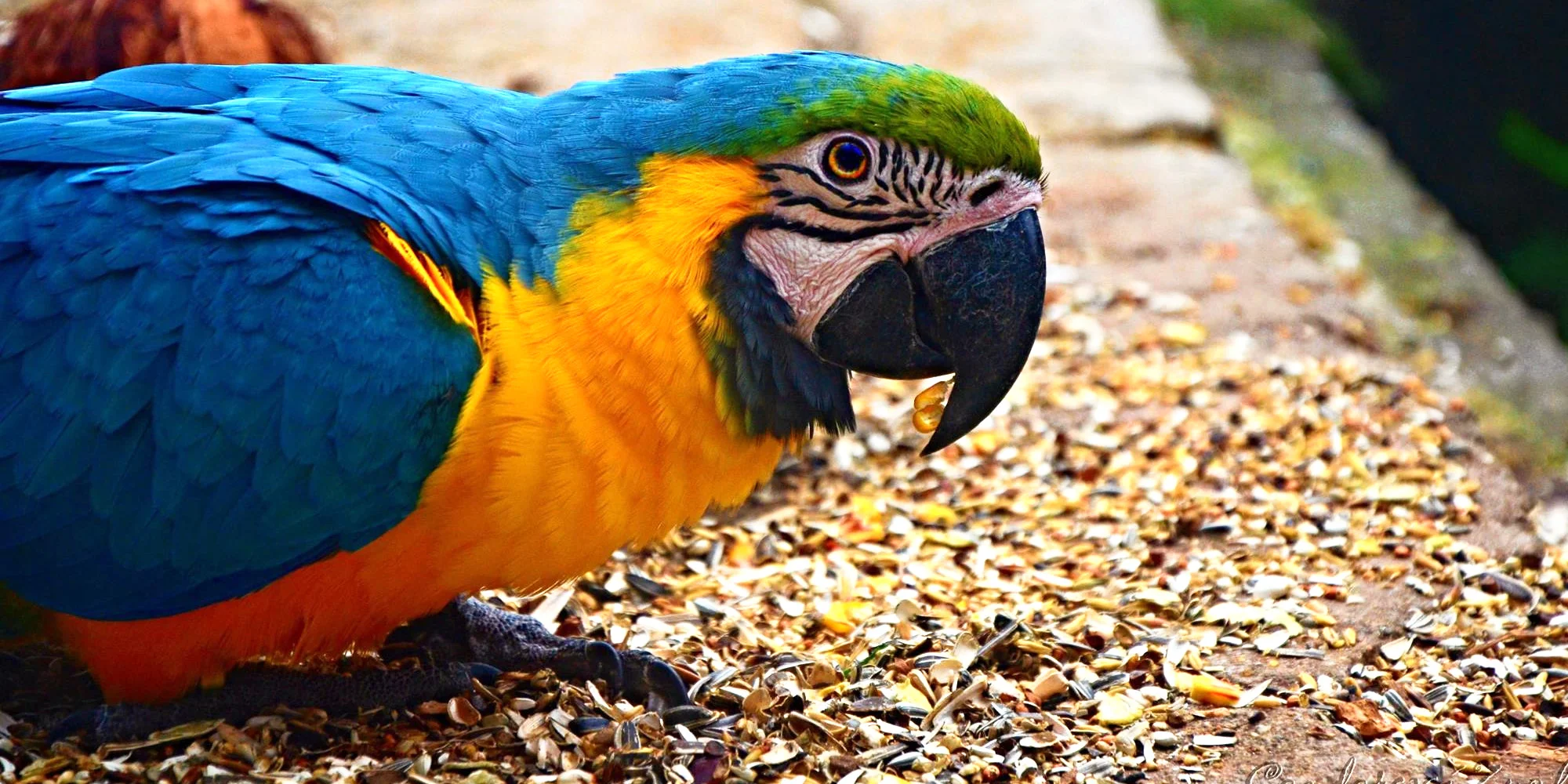 Zoo Plasy: krmení mývalů, surikat i šelem či možnost stát se na pár hodin ošetřovatelem