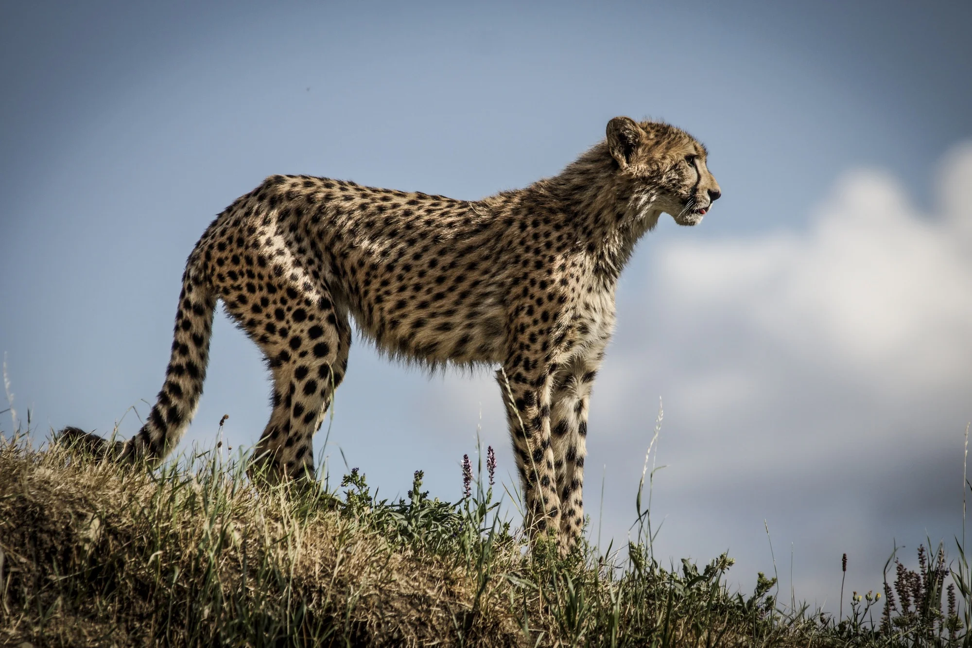 S fotoaparátem do zoo: 8hodinový kurz focení i kurz s on-line teorií + videokurz jako dárek