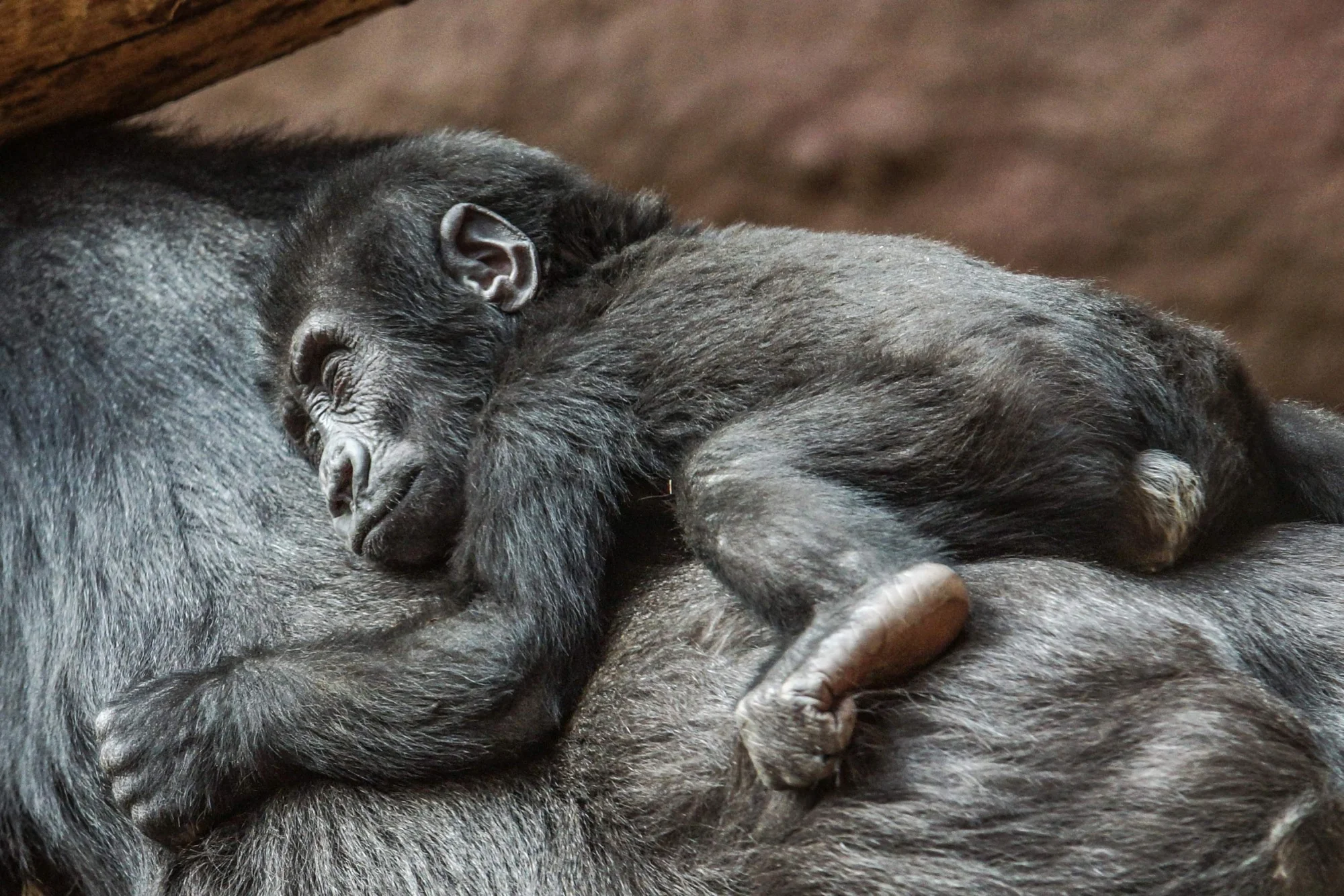 S fotoaparátem do zoo: 8hodinový kurz focení i kurz s on-line teorií + videokurz jako dárek
