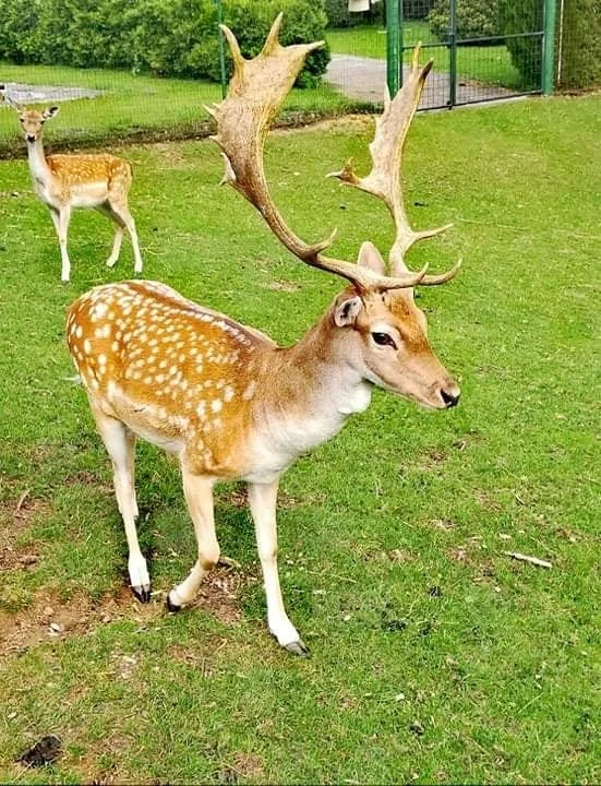 Na výlet za zvířátky: vstupné do zooparku pro dítě, dospělého i celou rodinu