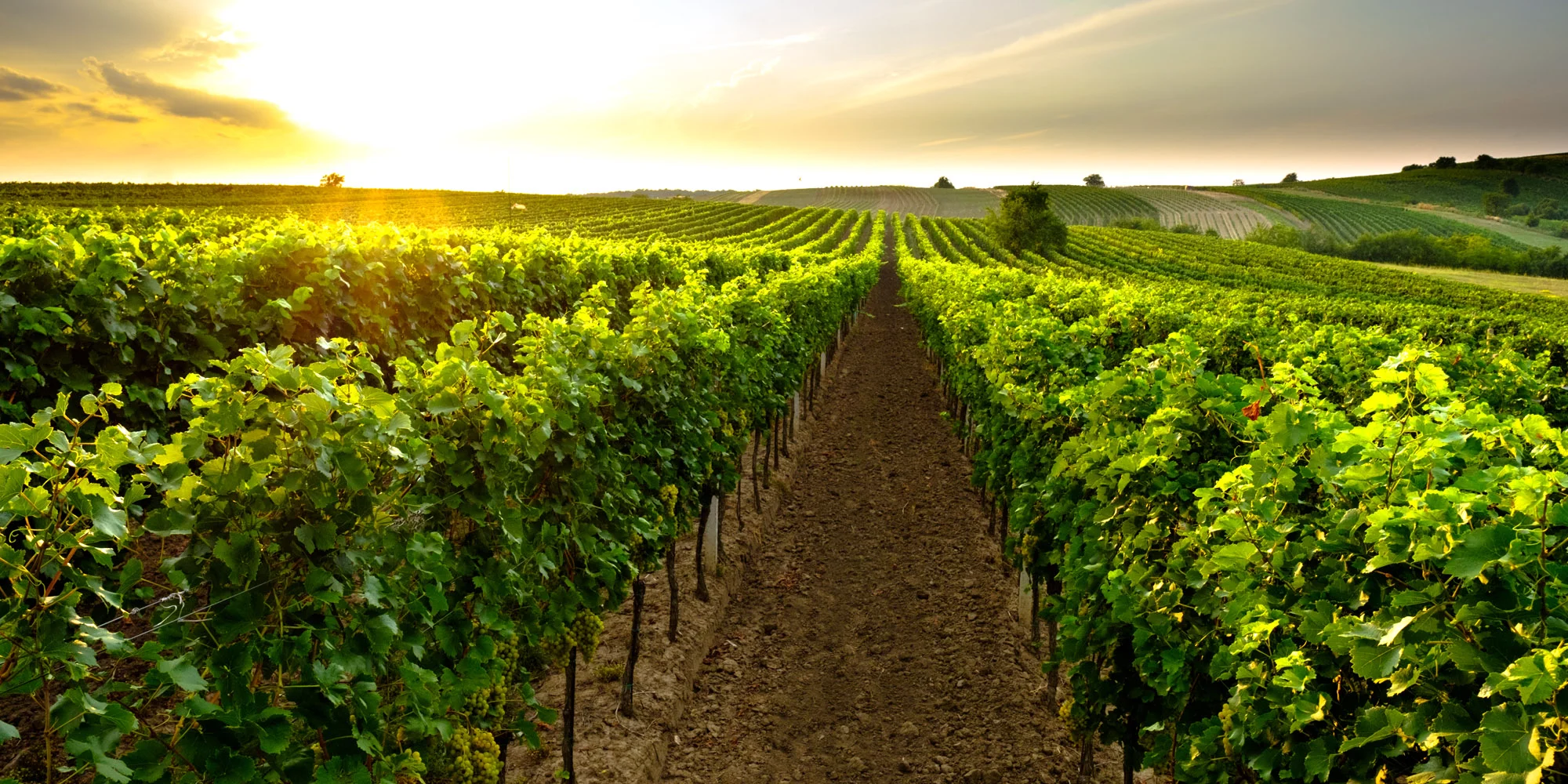 Skvělý relax na jižní Moravě až pro 6 osob: ubytování mezi vinicemi, polopenze a víno