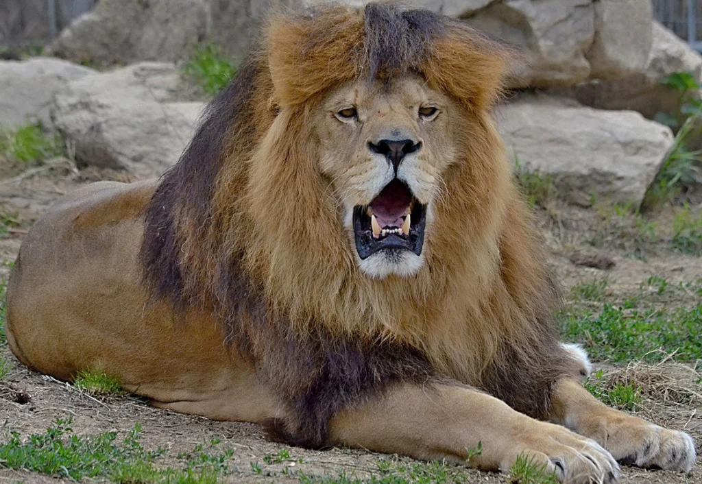 S rodinou za zážitky: pobyt v táborské zoo, vstupenky i péče o zvířátka