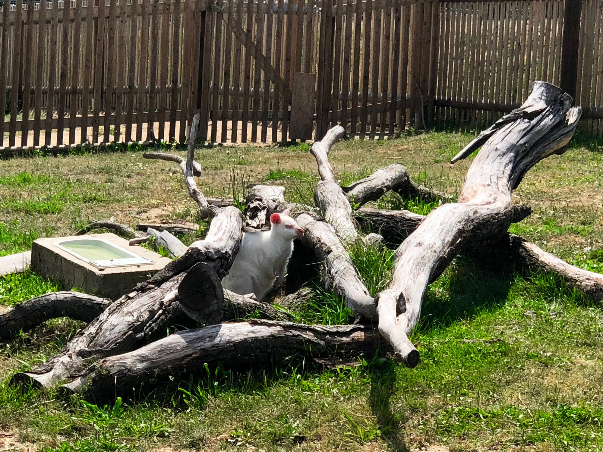 Zvířátka od ar po zubry: vstupné do zoologické zahrady v Táboře