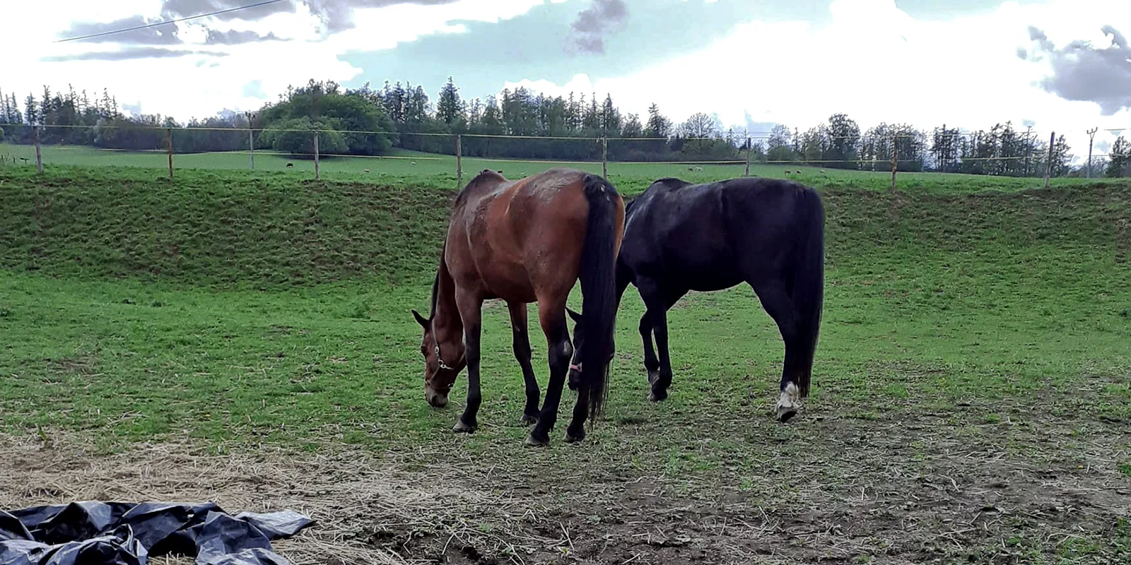 Vyjížďka na koni pro dospělého nebo na malém poníkovi pro dítě