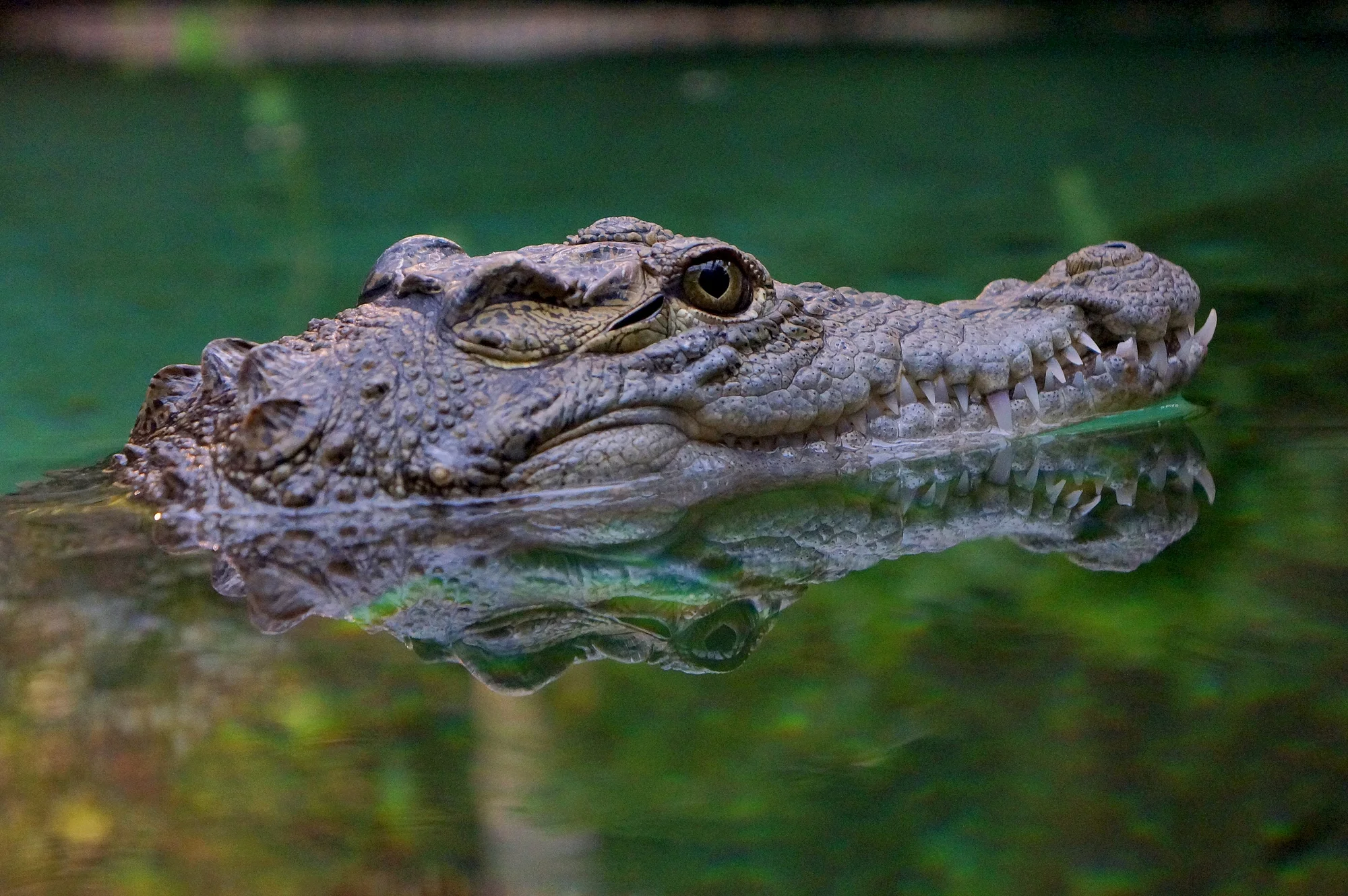 Výlet do Vratislavi: návštěva zoo s Afrikáriem i historické centrum města