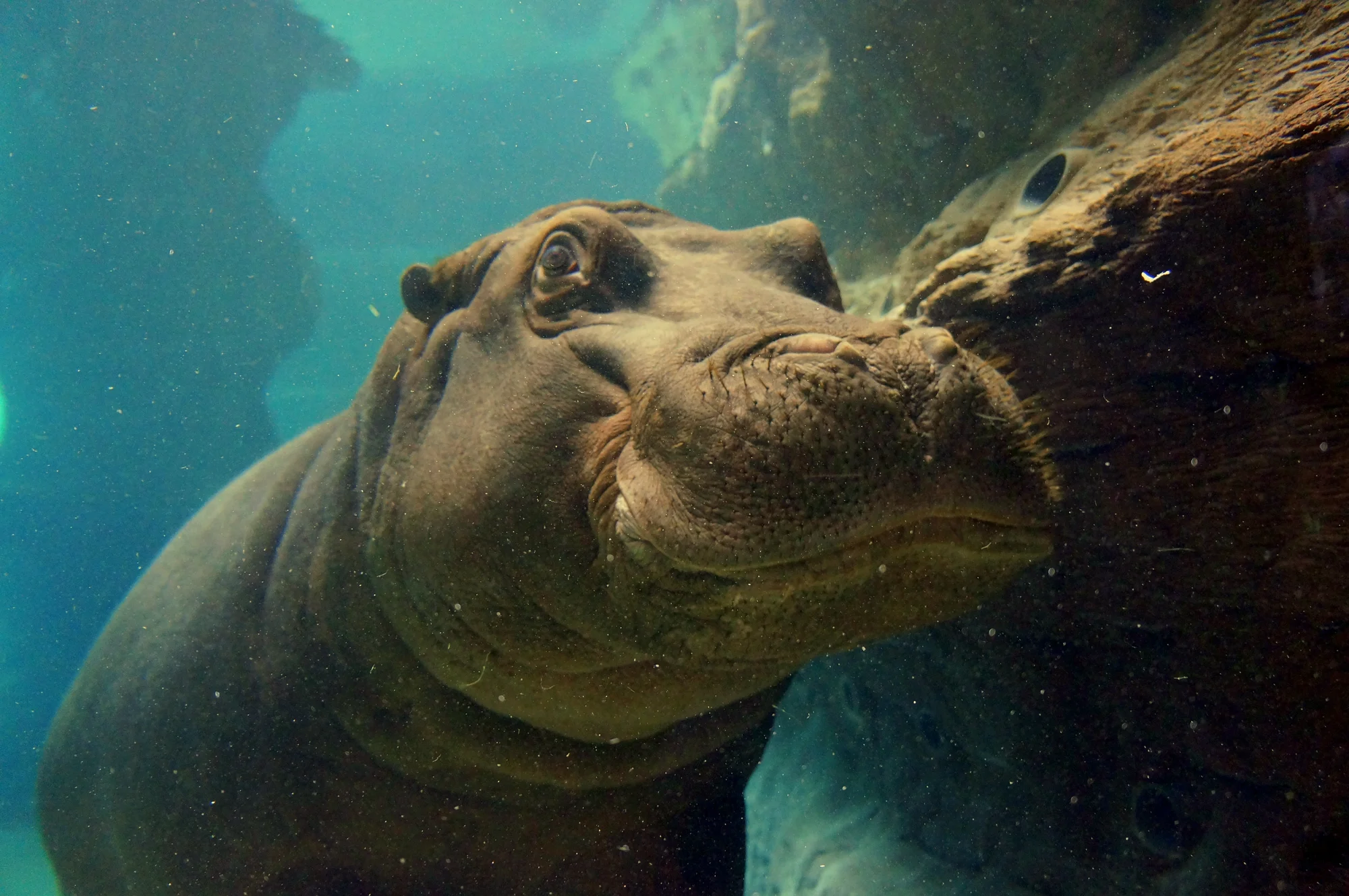 Výlet do Vratislavi: návštěva zoo s Afrikáriem i historické centrum města