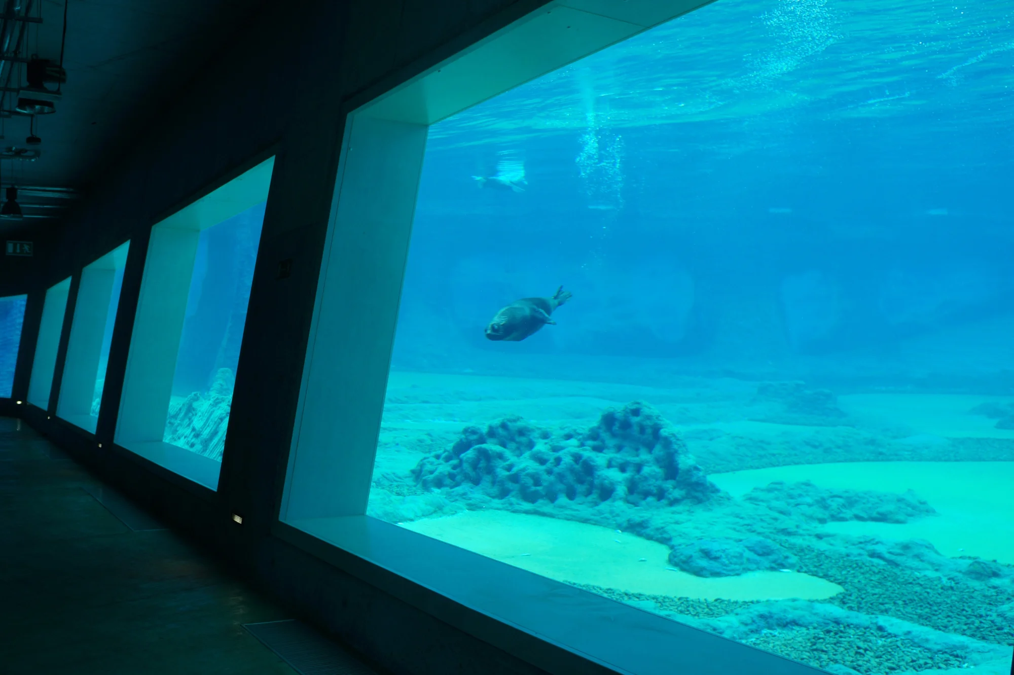 Výlet do Vratislavi: návštěva zoo s Afrikáriem i historické centrum města