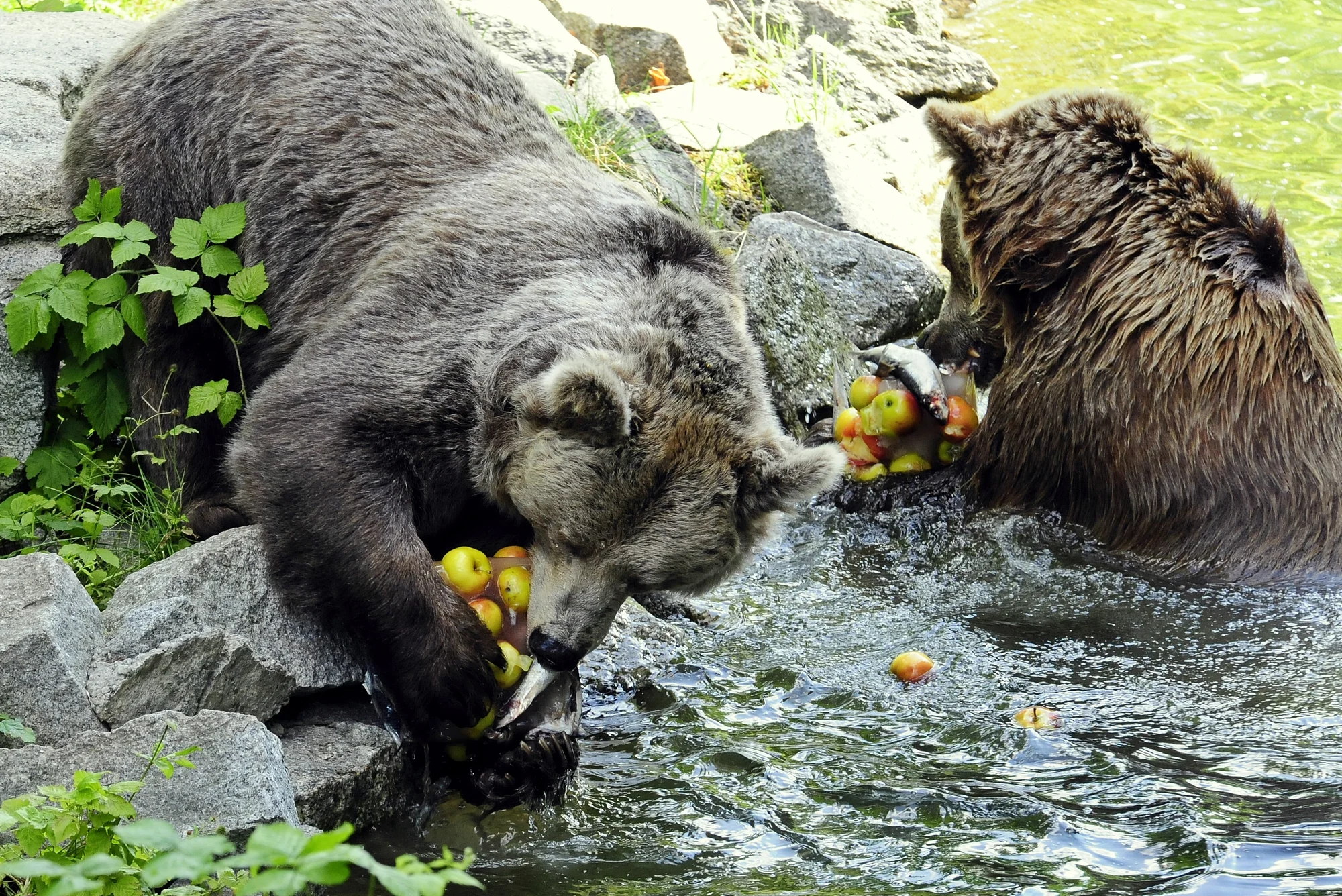 Výlet do Vratislavi: návštěva zoo s Afrikáriem i historické centrum města