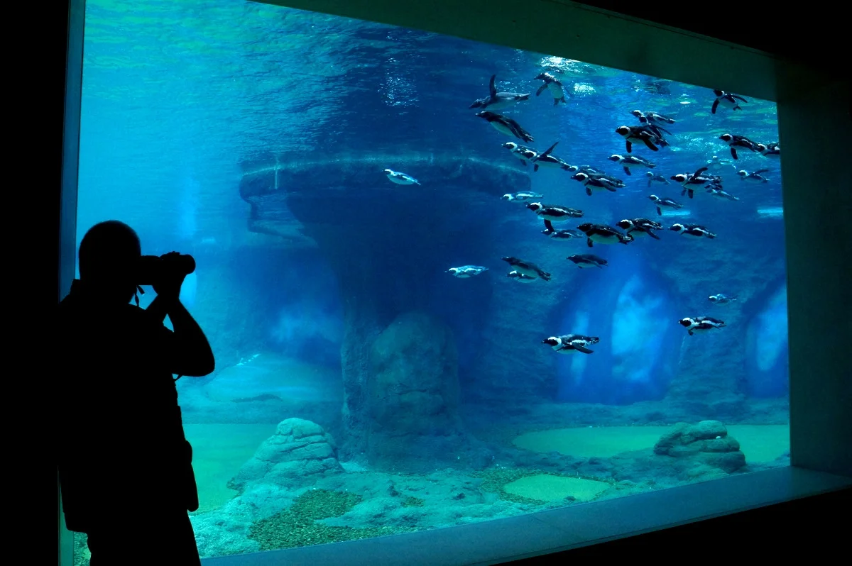 Výlet do Vratislavi: návštěva zoo s Afrikáriem i historické centrum města