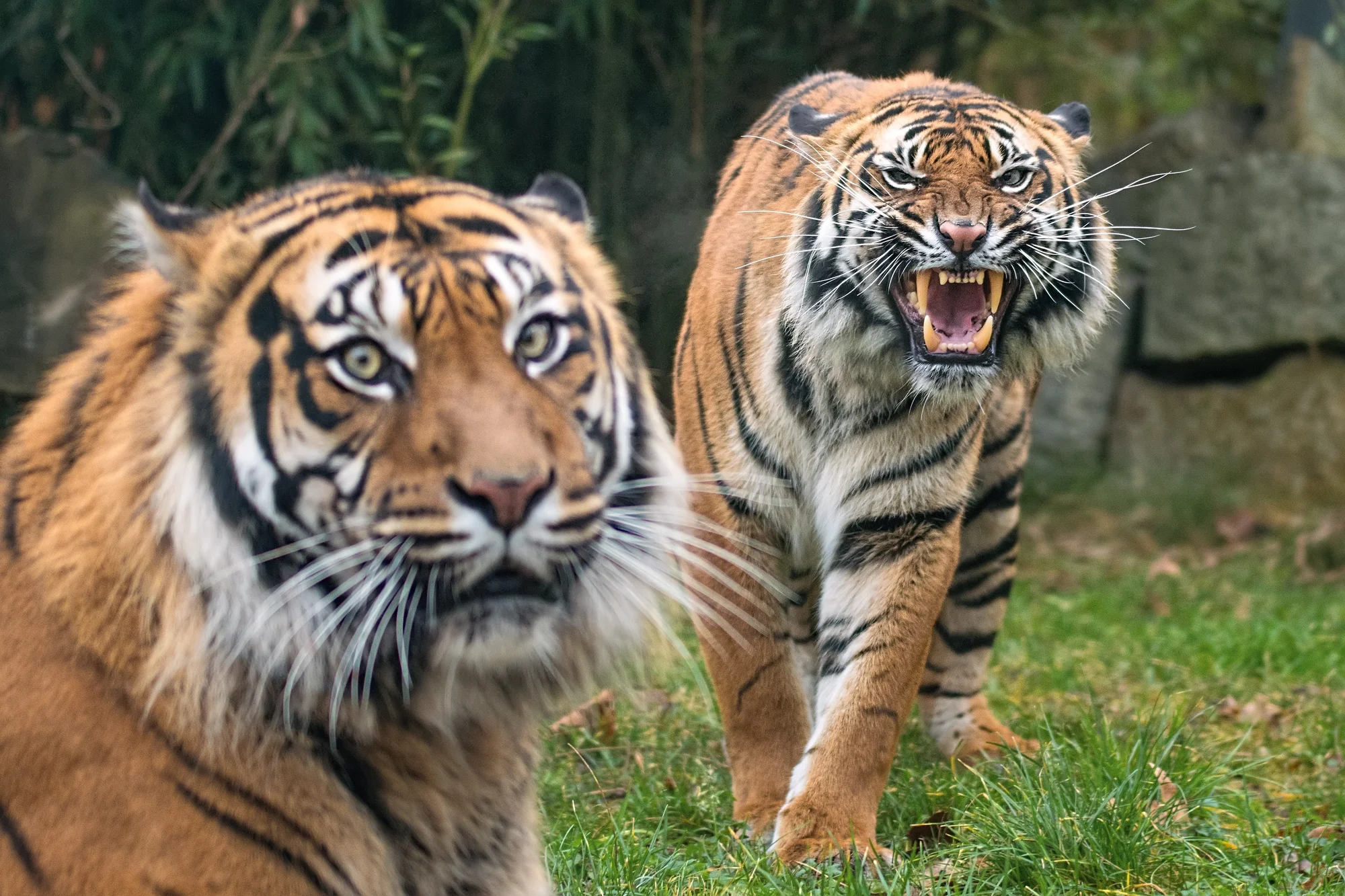 Výlet do Vratislavi: návštěva zoo s Afrikáriem i historické centrum města