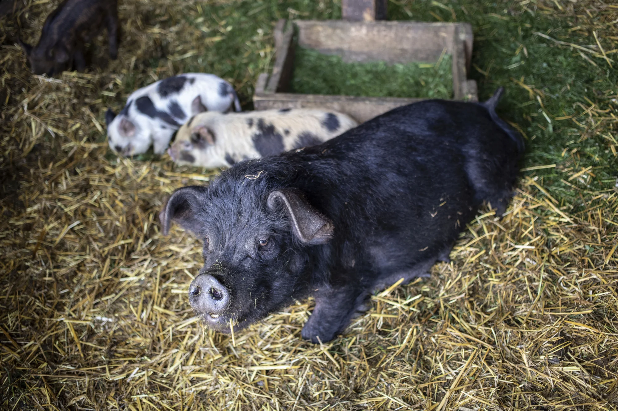 Krmení zvířátek na minifarmě Rodas a odlévání mýdla pro 1 nebo 2 osoby