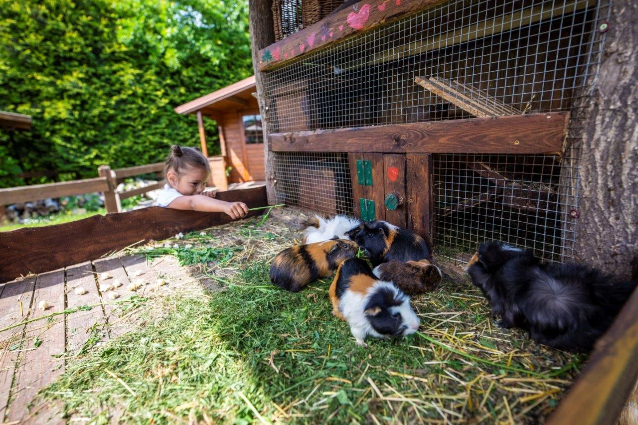 Krmení zvířátek na minifarmě Rodas a odlévání mýdla pro 1 nebo 2 osoby