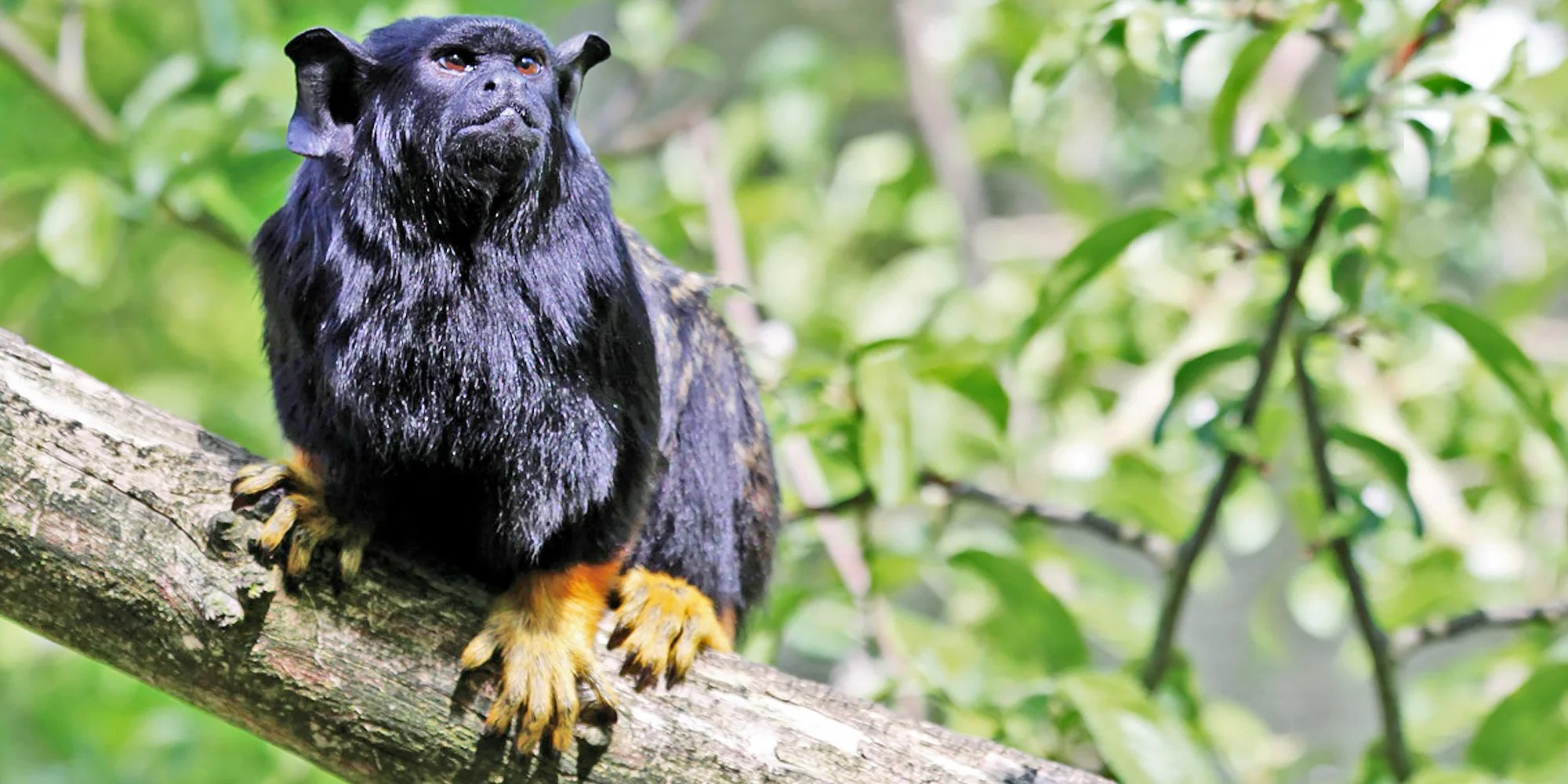 S rodinou za zážitky: pobyt v táborské zoo, vstupenky i péče o zvířátka
