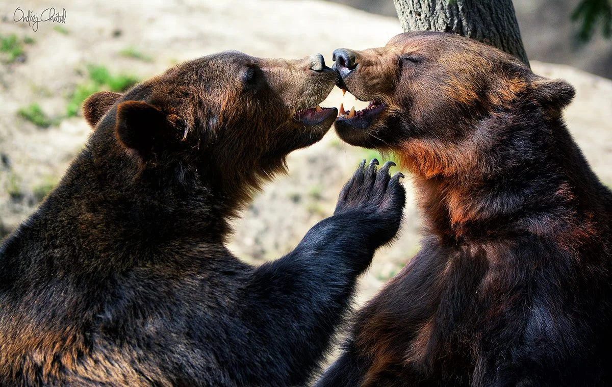 S rodinou za zážitky: pobyt v táborské zoo, vstupenky i péče o zvířátka