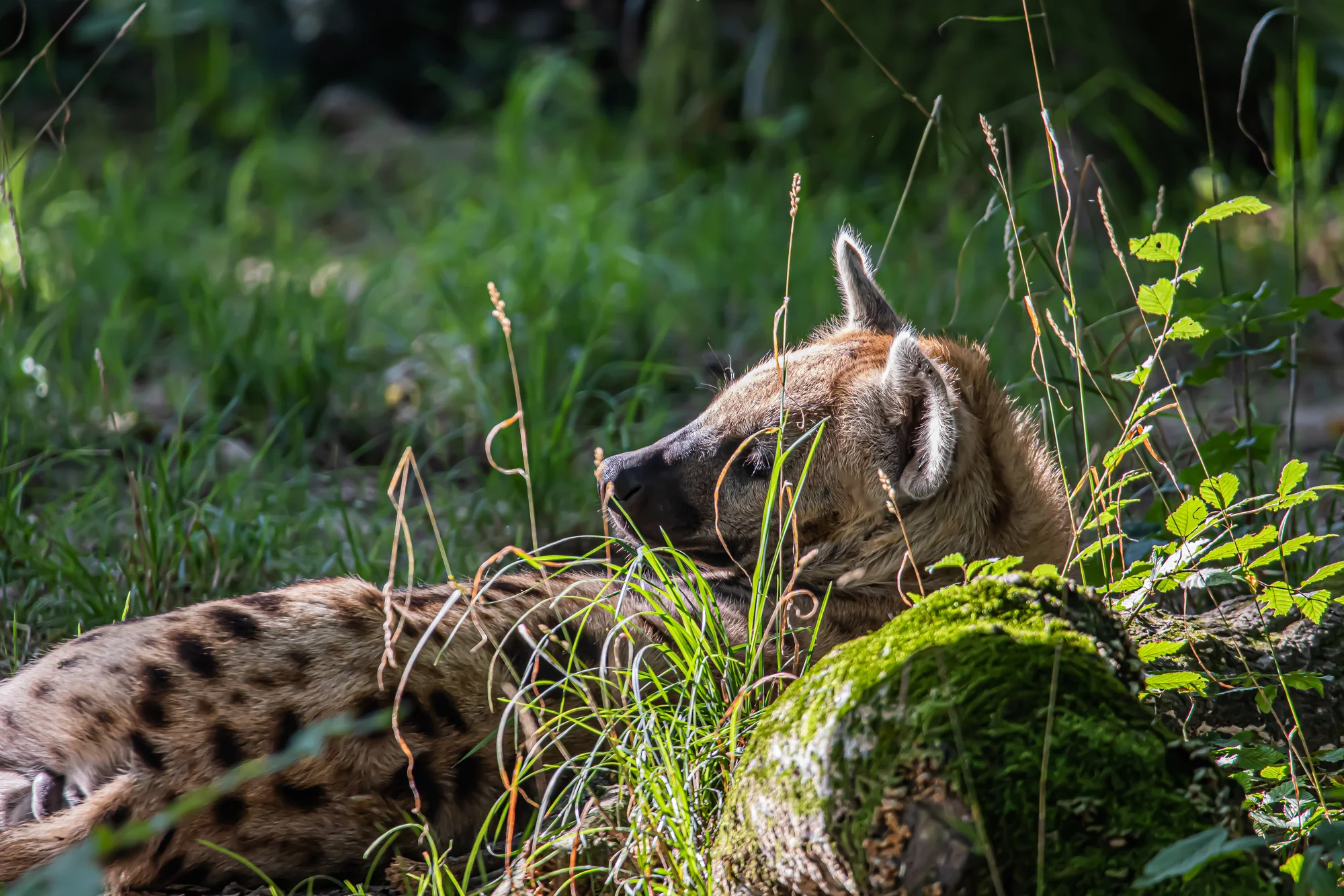 Jednodenní fotokurz v zoo: Olomouc, Brno, Vyškov, Hodonín či Ostrava