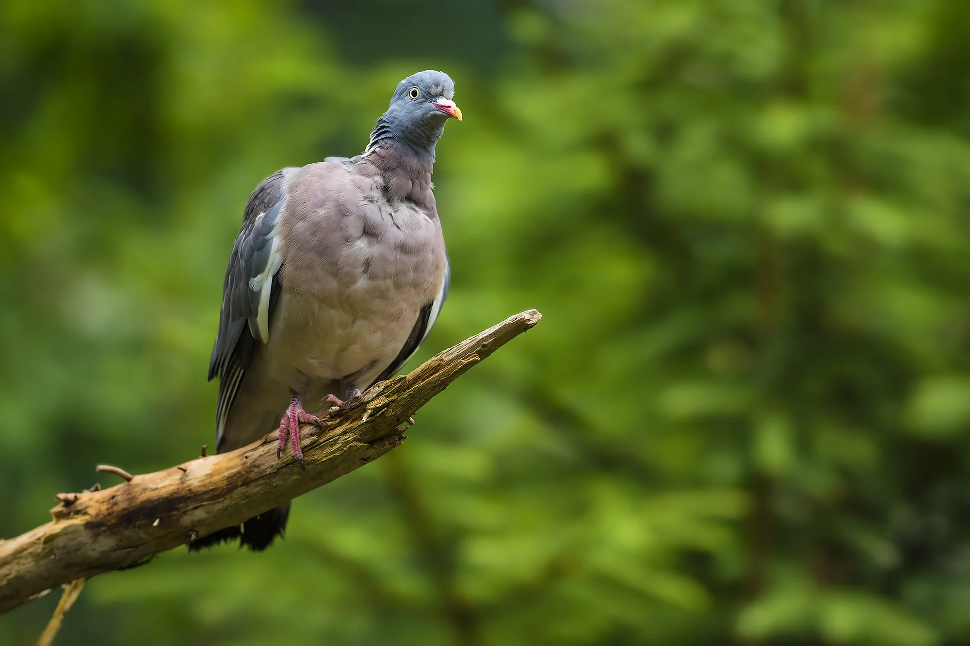Jednodenní kurz fotografování v NP Bavorský les: krásná krajina a divoká zvířata