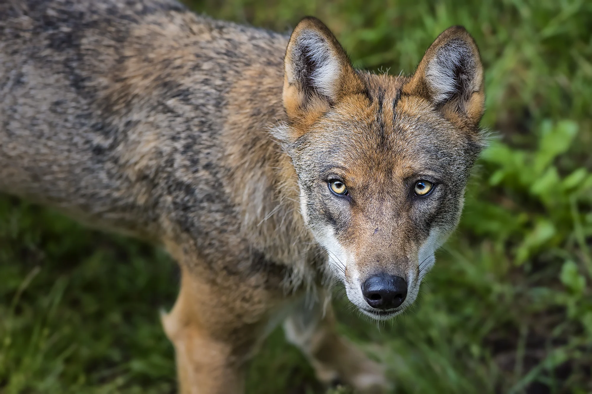 Jednodenní kurz fotografování v NP Bavorský les: krásná krajina a divoká zvířata