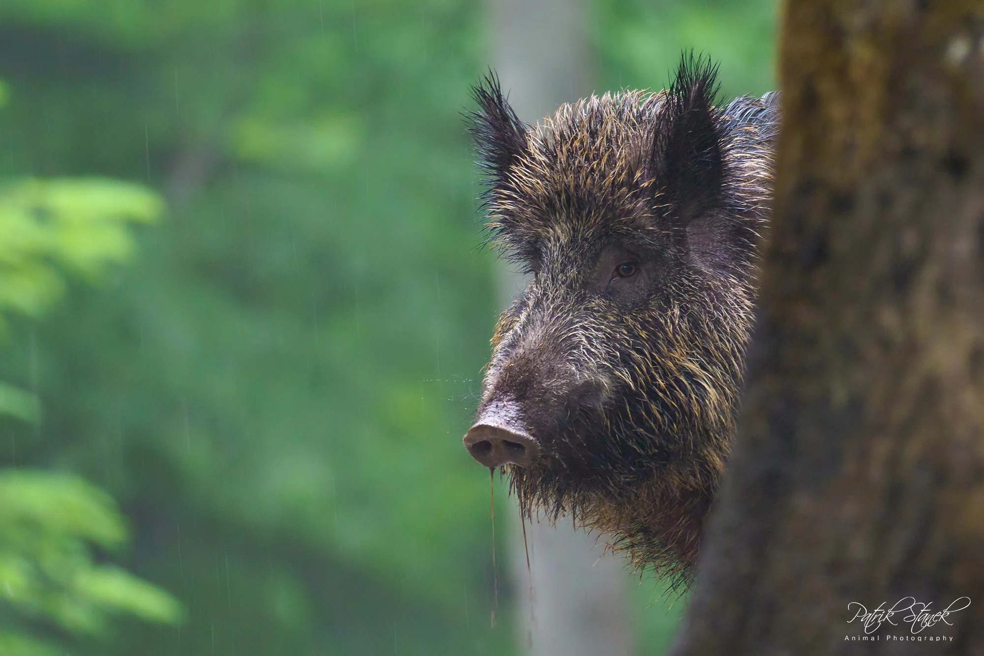 Víkendový kurz fotografování v NP Bavorský les: krásná krajina a divoká zvířata