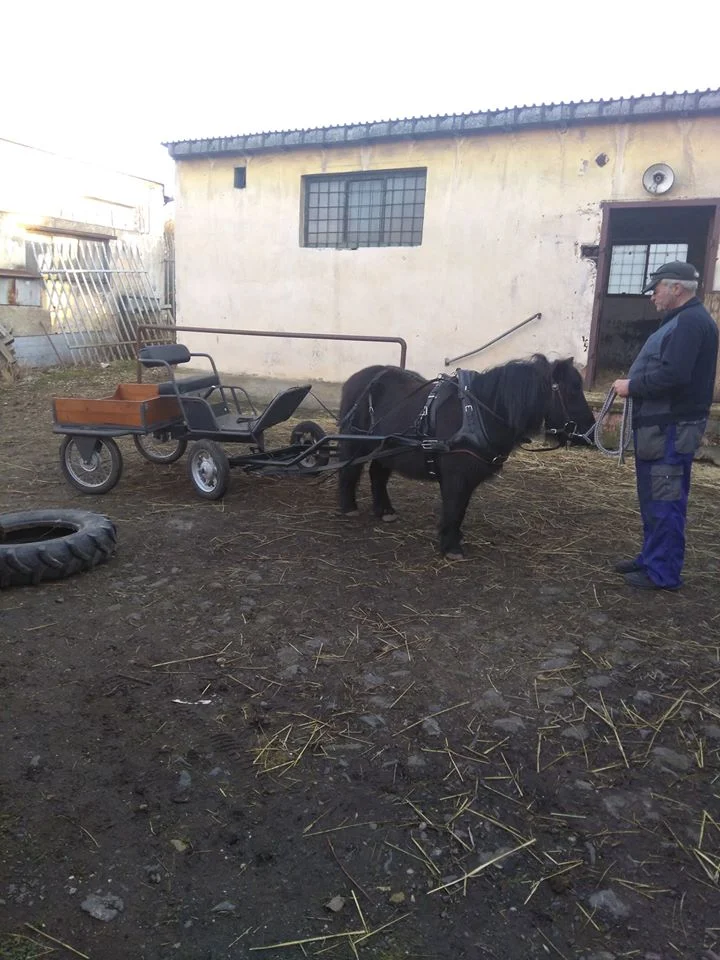 Procházka s oslíky i poníkem údolím Chomutovky: hodinka s rodinou v krásné přírodě