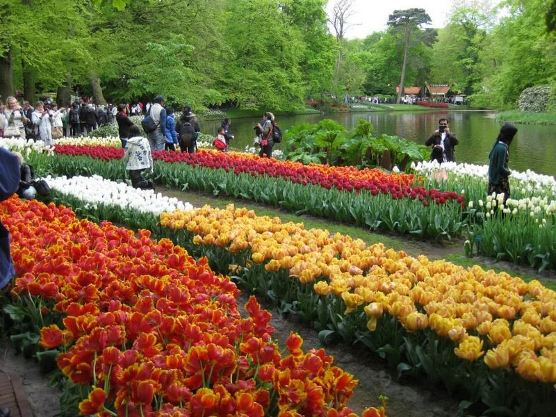 Do Holandska z Moravy: rozkvetlý park Keukenhof, květinové korzo i návštěva Amsterdamu