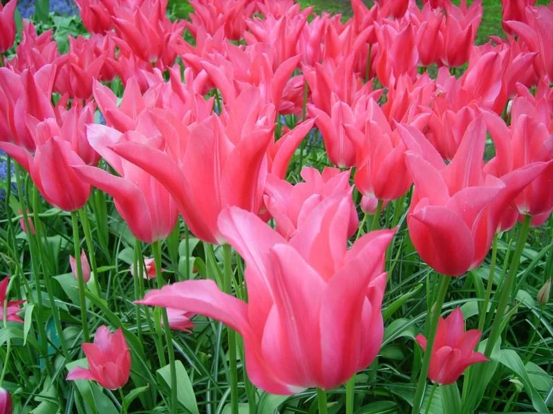 Do Holandska z Moravy: rozkvetlý park Keukenhof, květinové korzo i návštěva Amsterdamu