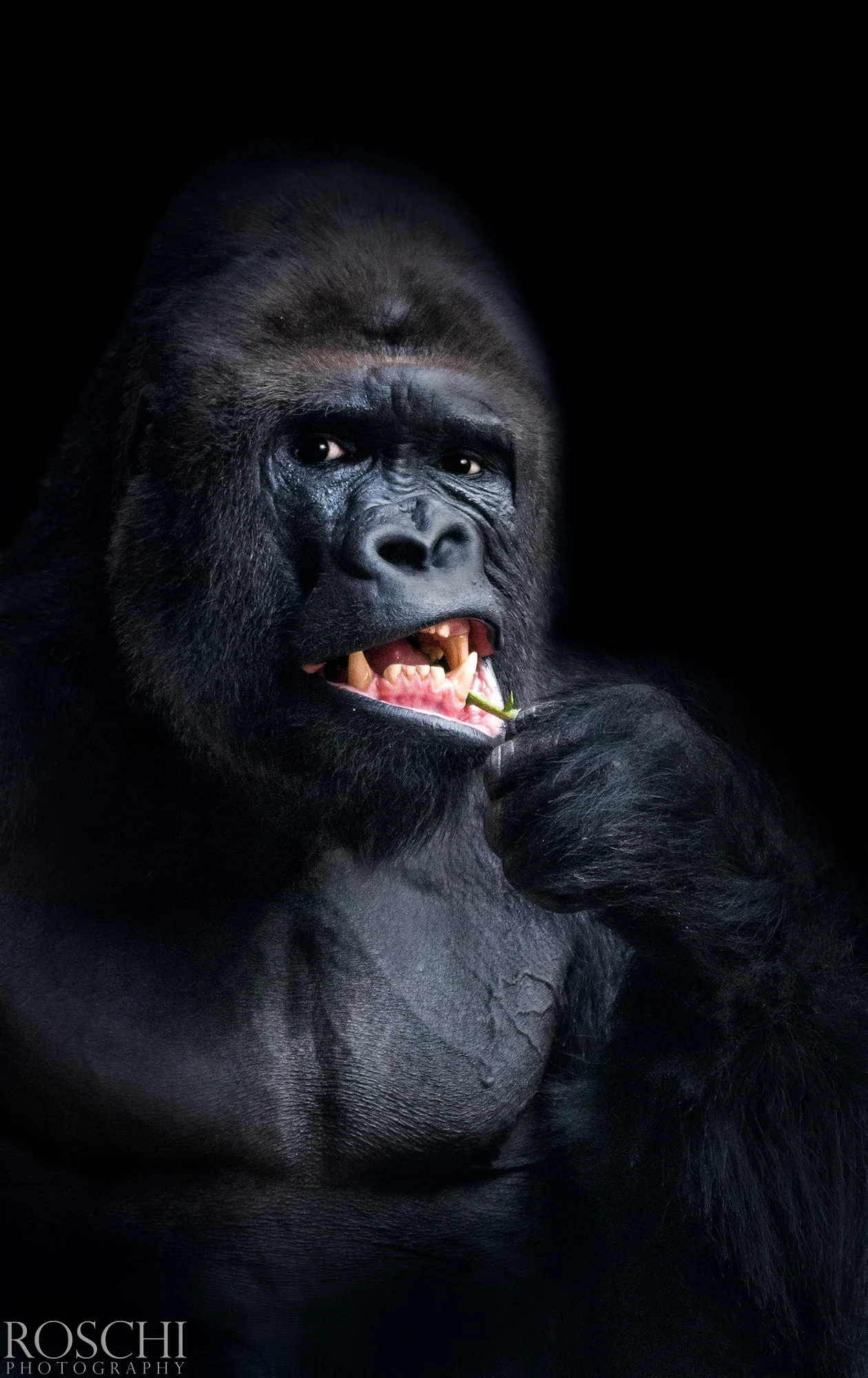 Fotografický prémium kurz v 5 různých zoo pro začátečníky i pokročilé