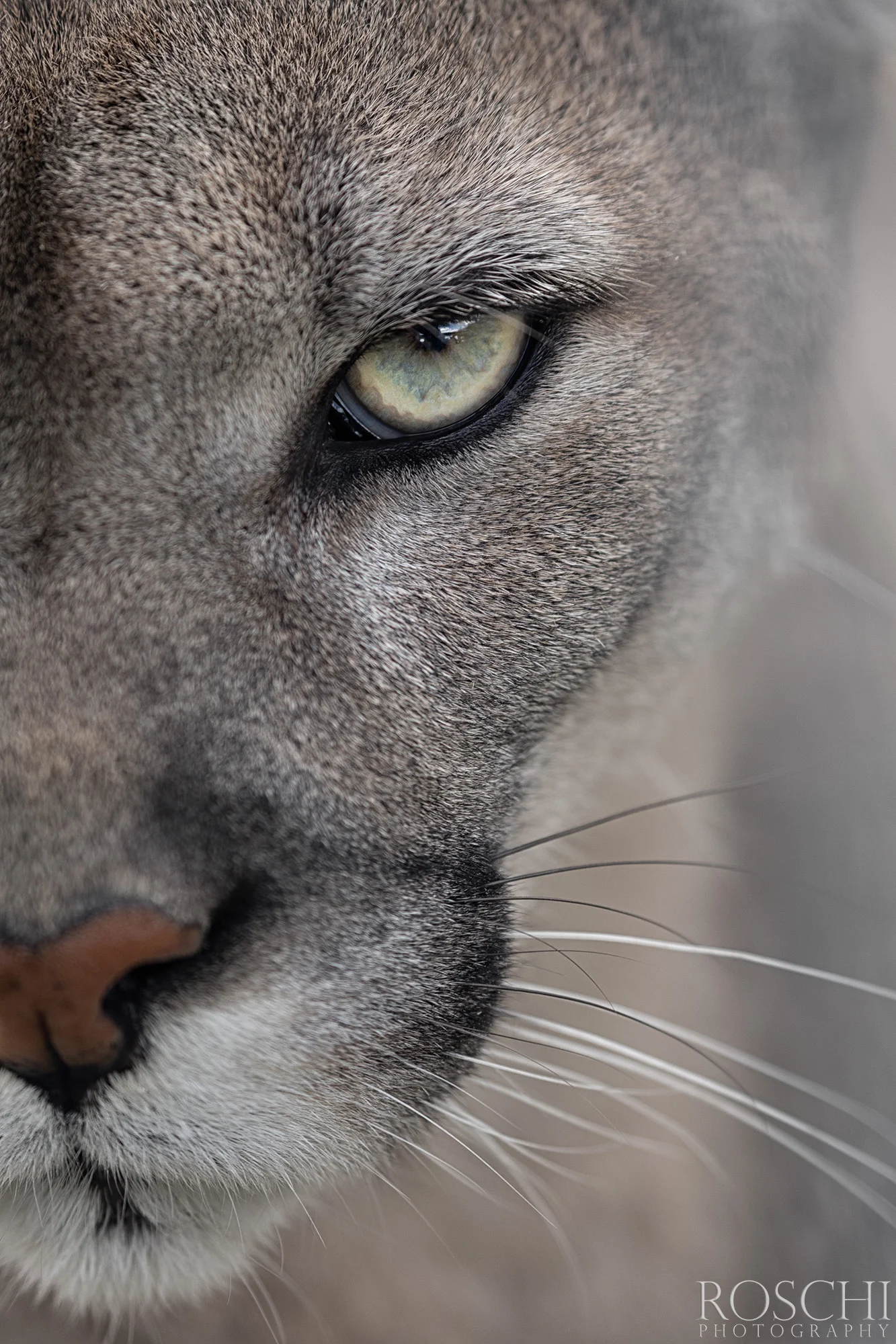 Fotografický prémium kurz v 5 různých zoo pro začátečníky i pokročilé