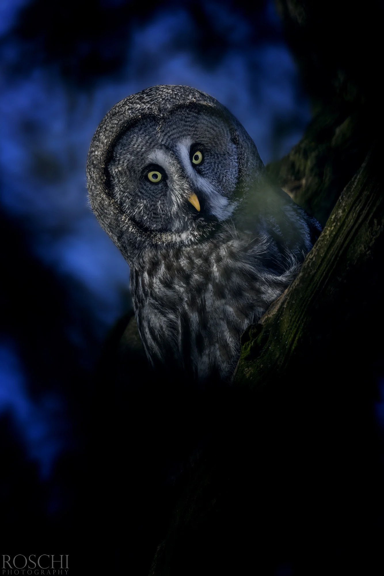 Fotografický prémium kurz v 5 různých zoo pro začátečníky i pokročilé