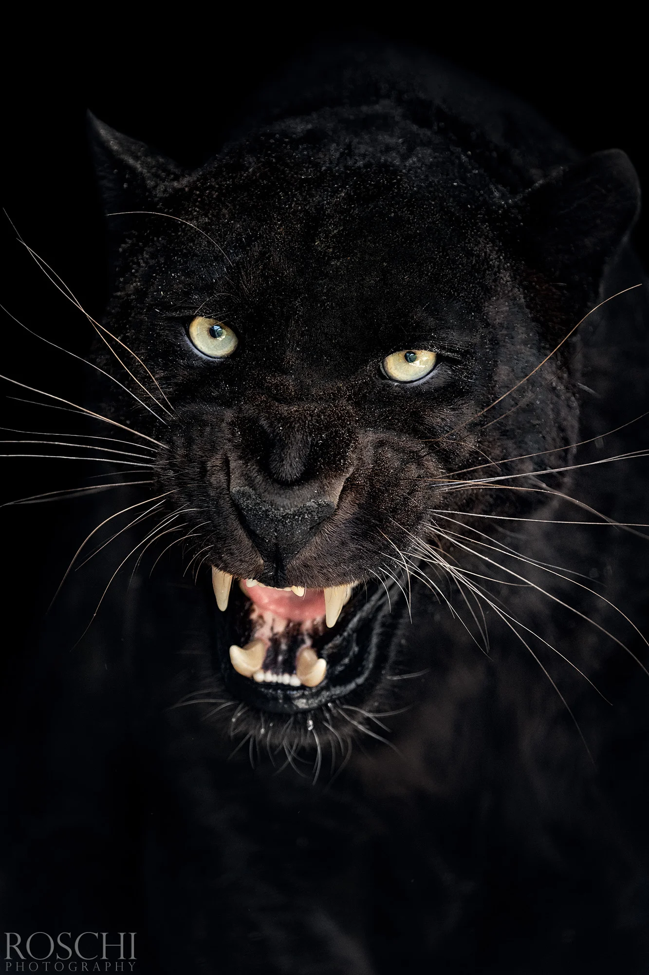 Fotografický prémium kurz v 5 různých zoo pro začátečníky i pokročilé