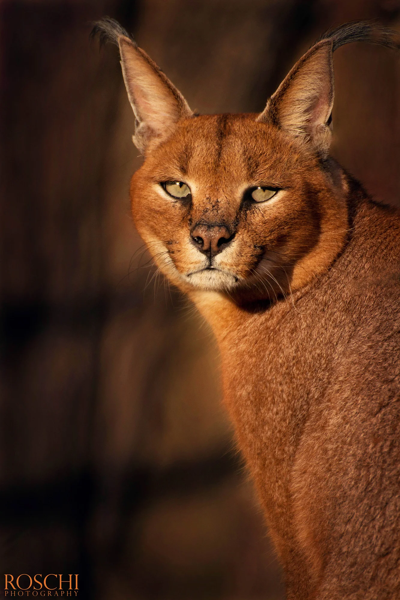 Fotografický prémium kurz v 5 různých zoo pro začátečníky i pokročilé