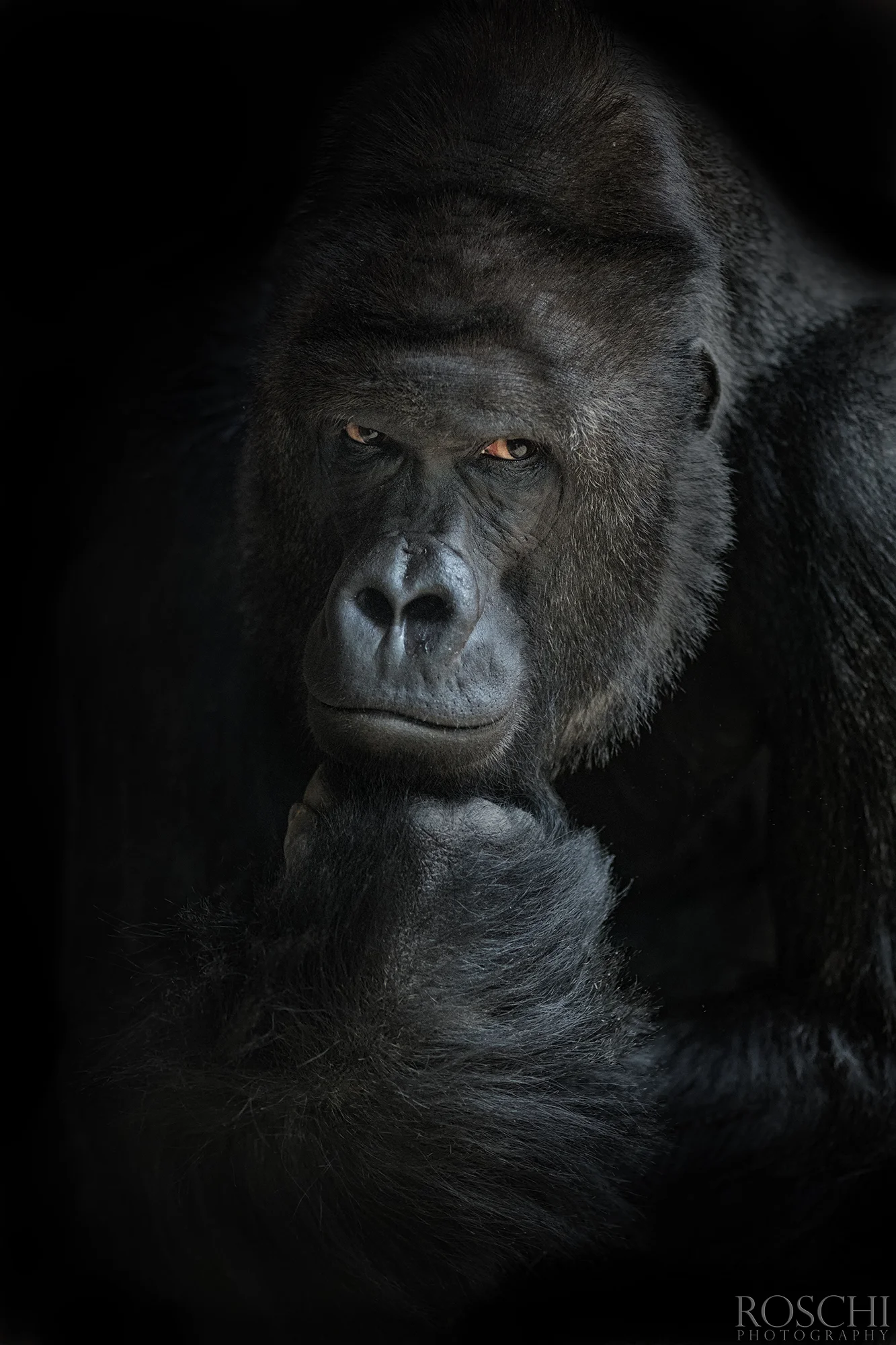 Fotografický prémium kurz v 5 různých zoo pro začátečníky i pokročilé