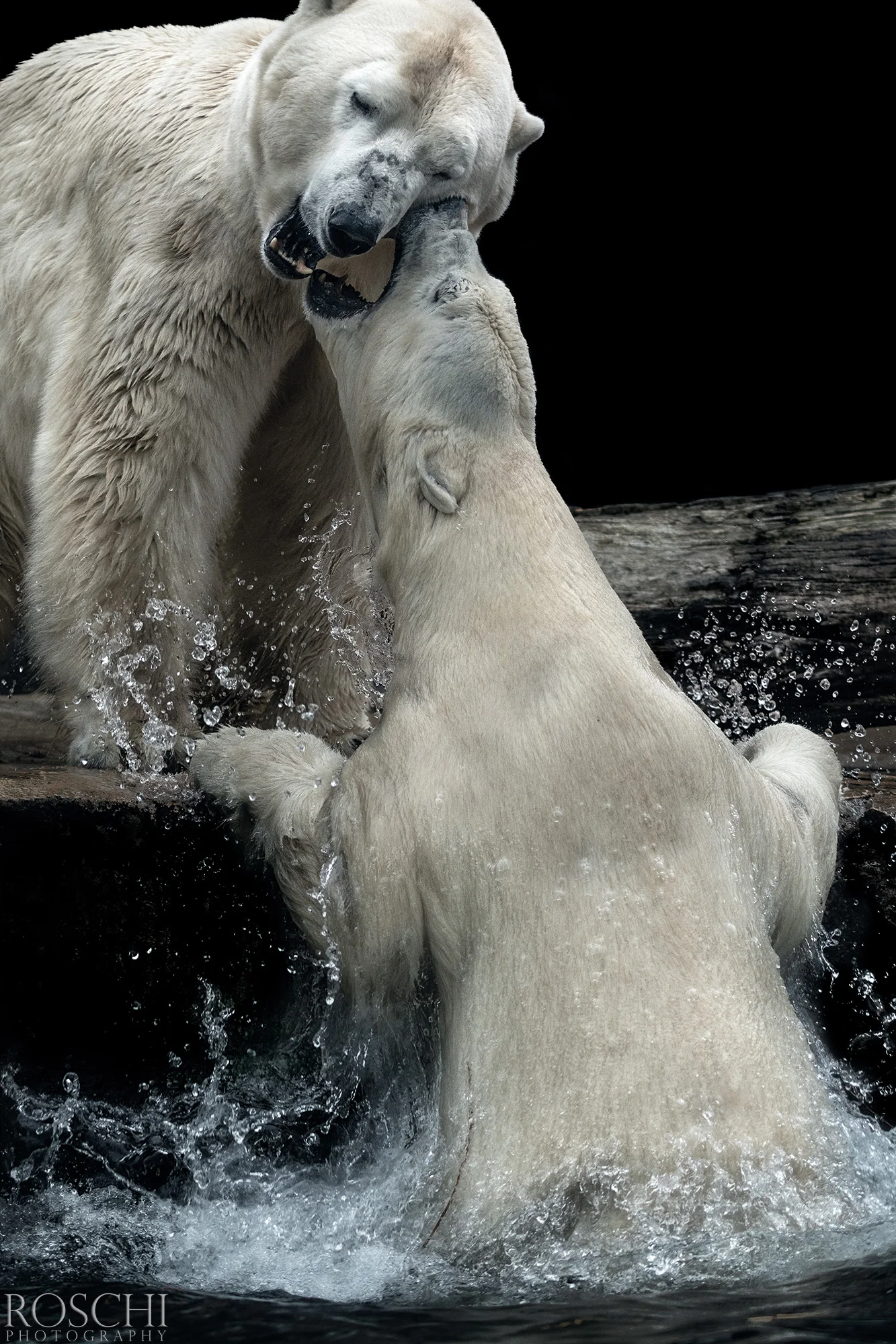 Fotografický prémium kurz v 5 různých zoo pro začátečníky i pokročilé