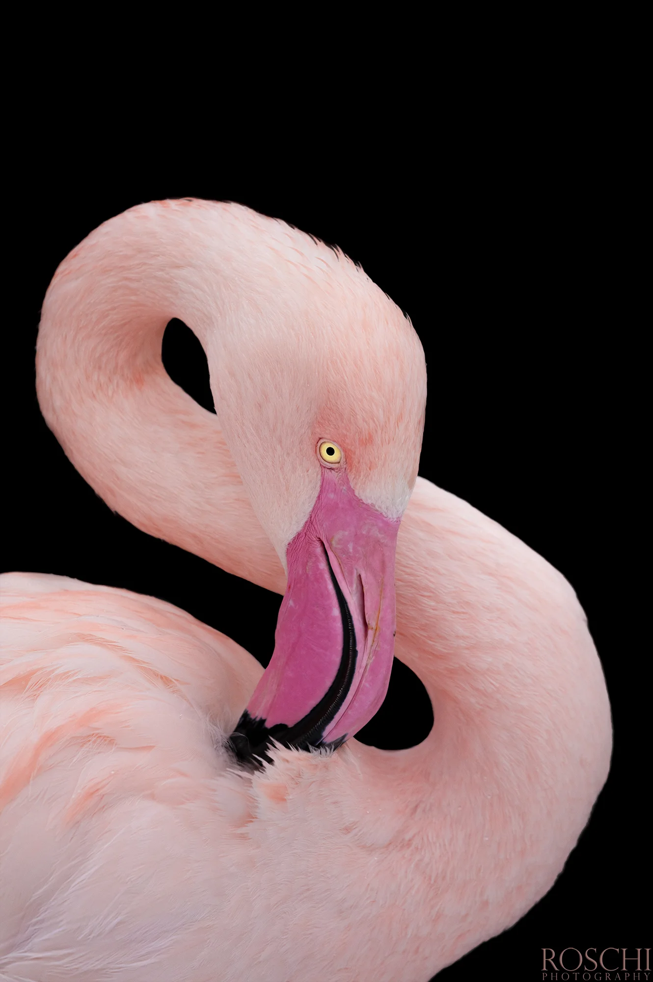 Fotografický prémium kurz v 5 různých zoo pro začátečníky i pokročilé