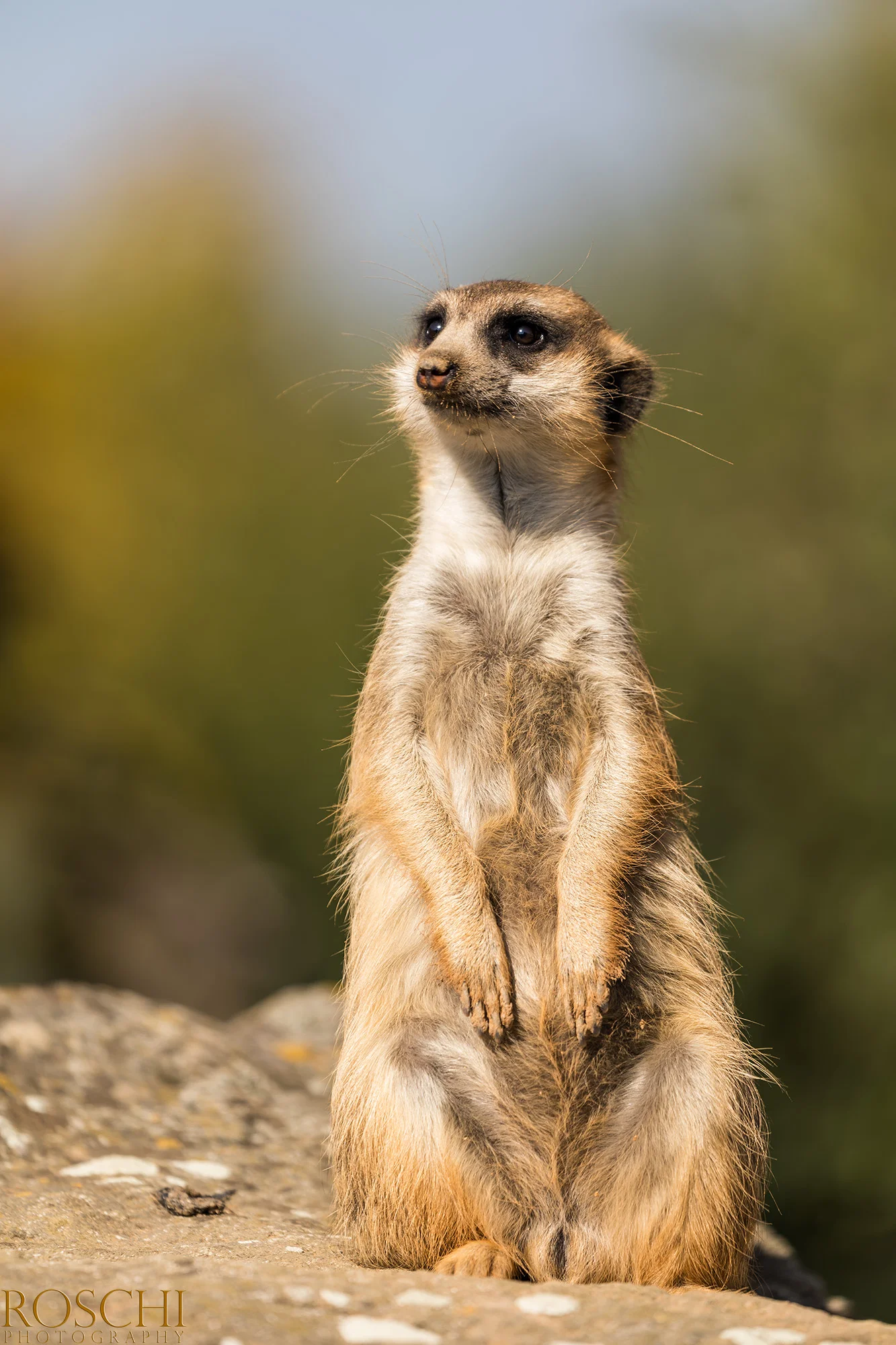 Fotografický prémium kurz v 5 různých zoo pro začátečníky i pokročilé