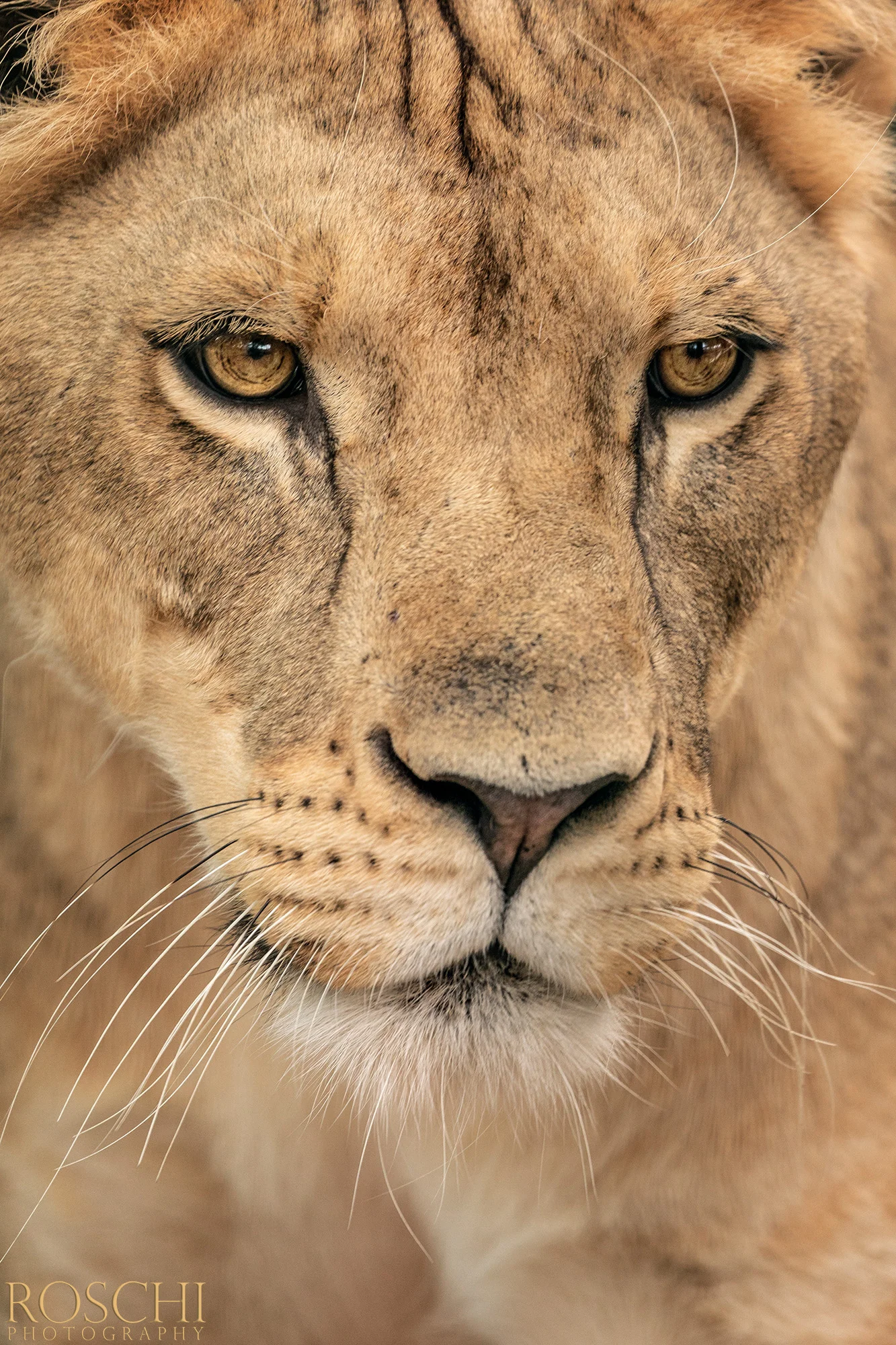 Fotografický prémium kurz v 5 různých zoo pro začátečníky i pokročilé