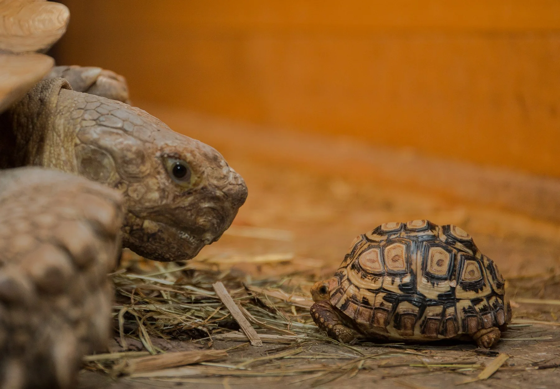 Navštivte obry a trpaslíky s krunýřem: VIP prohlídka suchozemských želv v Krokodýlí Zoo pro 1 či 2 osoby