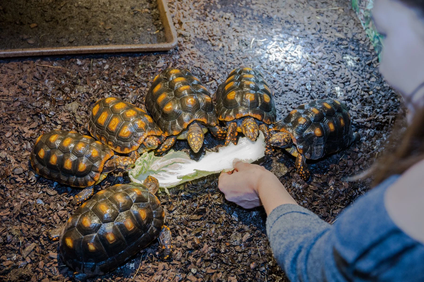 Navštivte obry a trpaslíky s krunýřem: VIP prohlídka suchozemských želv v Krokodýlí Zoo pro 1 či 2 osoby