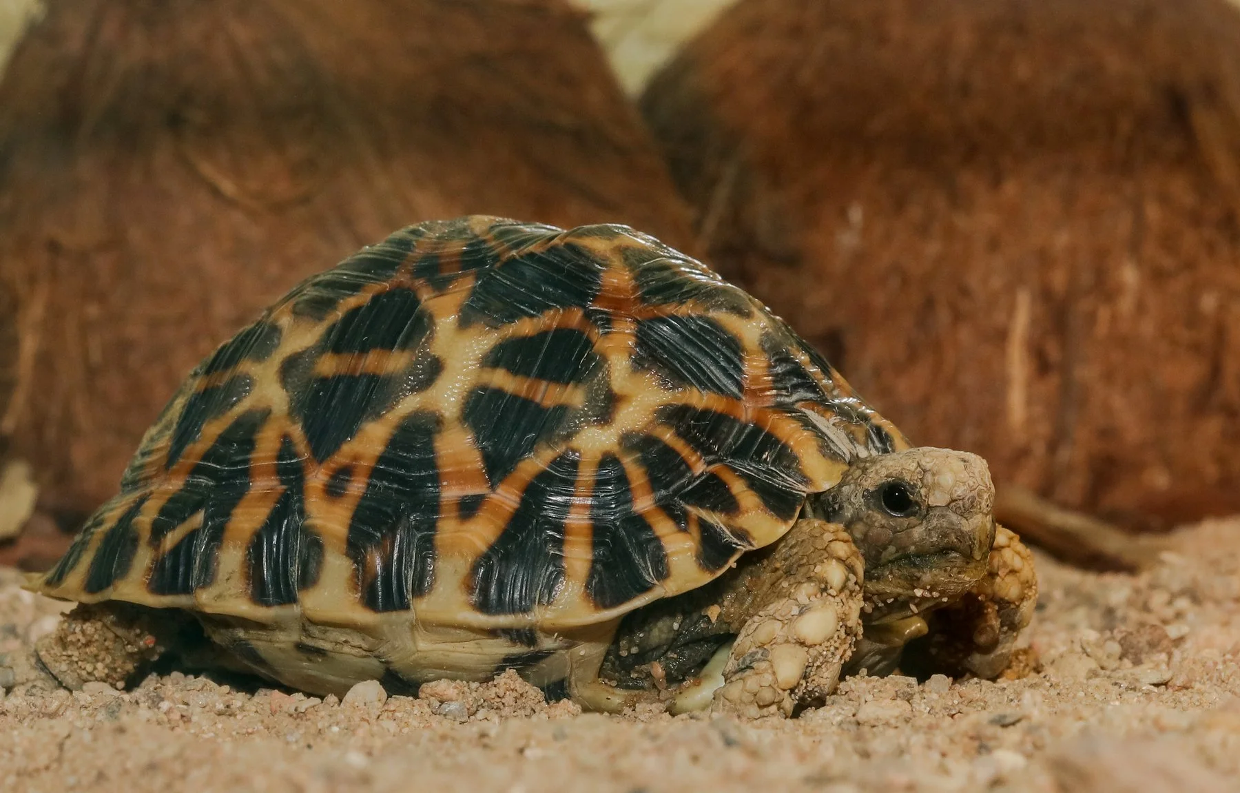 Navštivte obry a trpaslíky s krunýřem: VIP prohlídka suchozemských želv v Krokodýlí Zoo pro 1 či 2 osoby