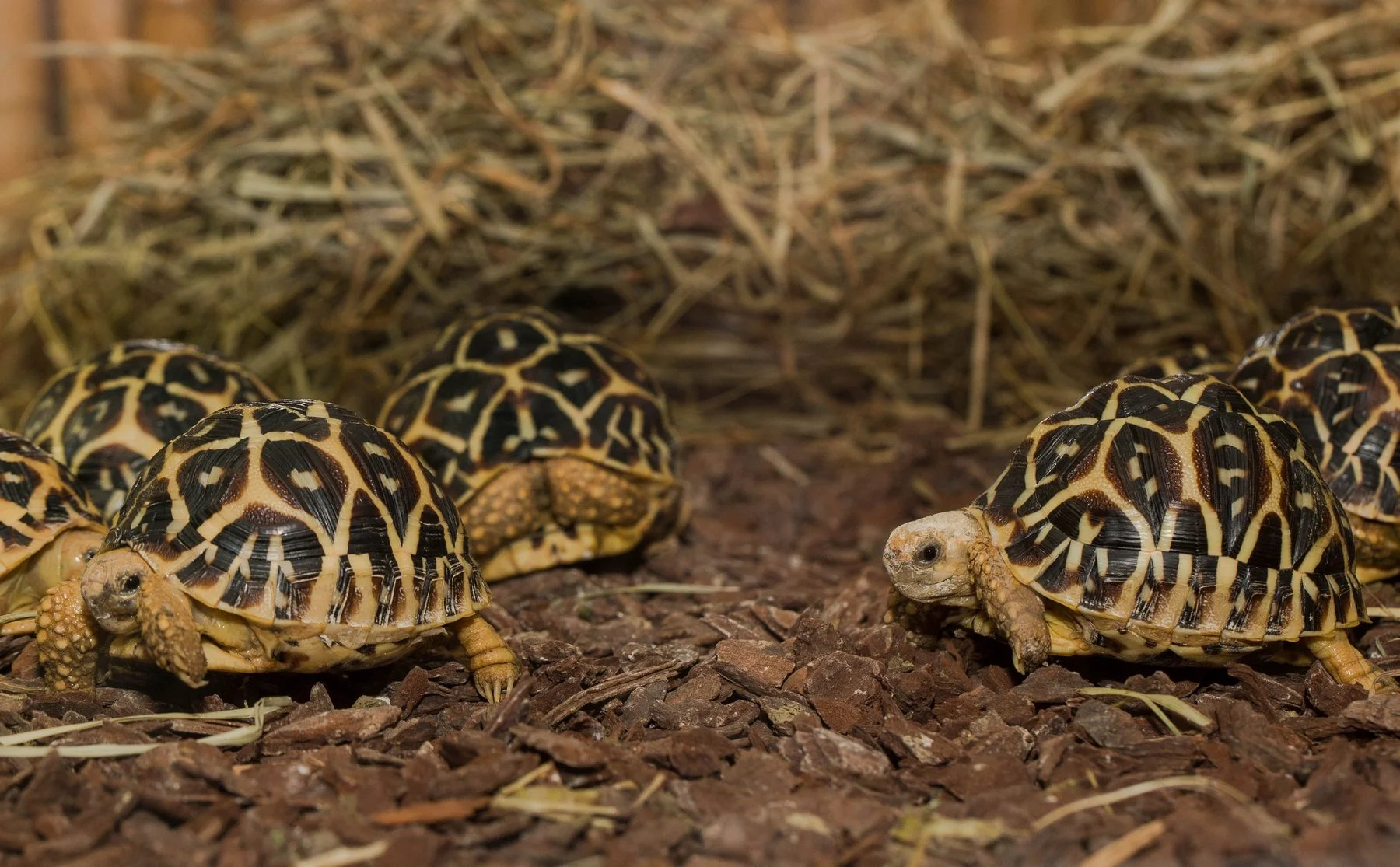 Navštivte obry a trpaslíky s krunýřem: VIP prohlídka suchozemských želv v Krokodýlí Zoo pro 1 či 2 osoby