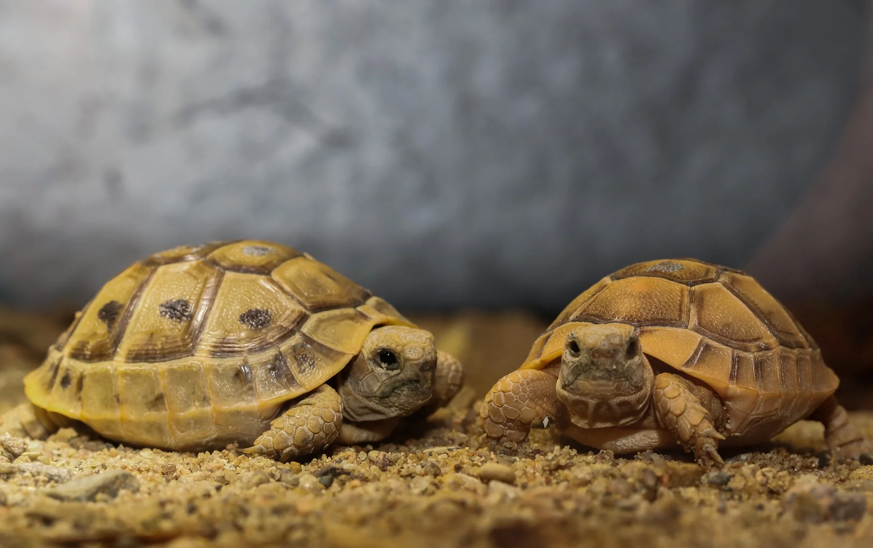 Navštivte obry a trpaslíky s krunýřem: VIP prohlídka suchozemských želv v Krokodýlí Zoo pro 1 či 2 osoby