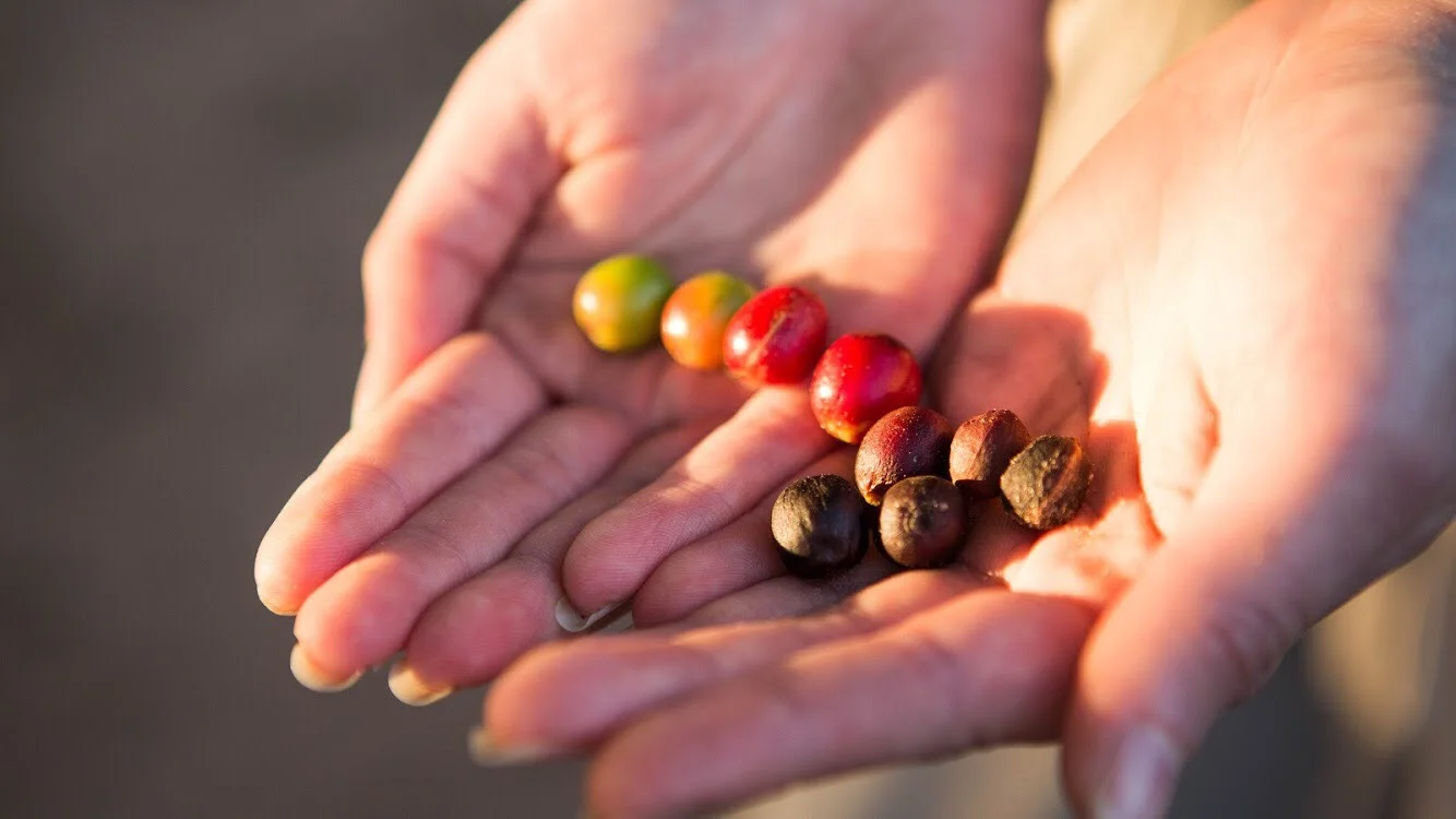 Cupping: zážitková degustace 8 druhů kávy a představení celého procesu