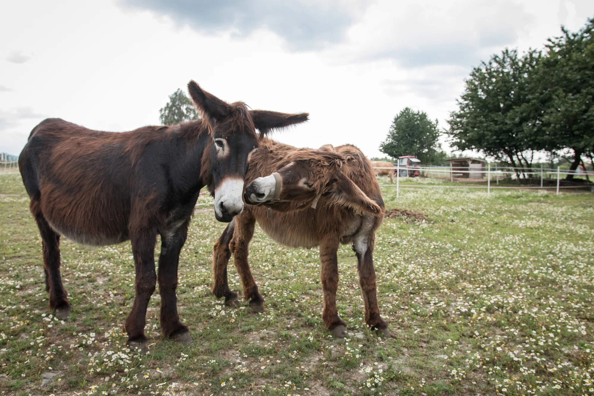 Rodinná návštěva Oslí stezky: prohlídka farmy, trail park a svezení pro děti i túra s piknikem