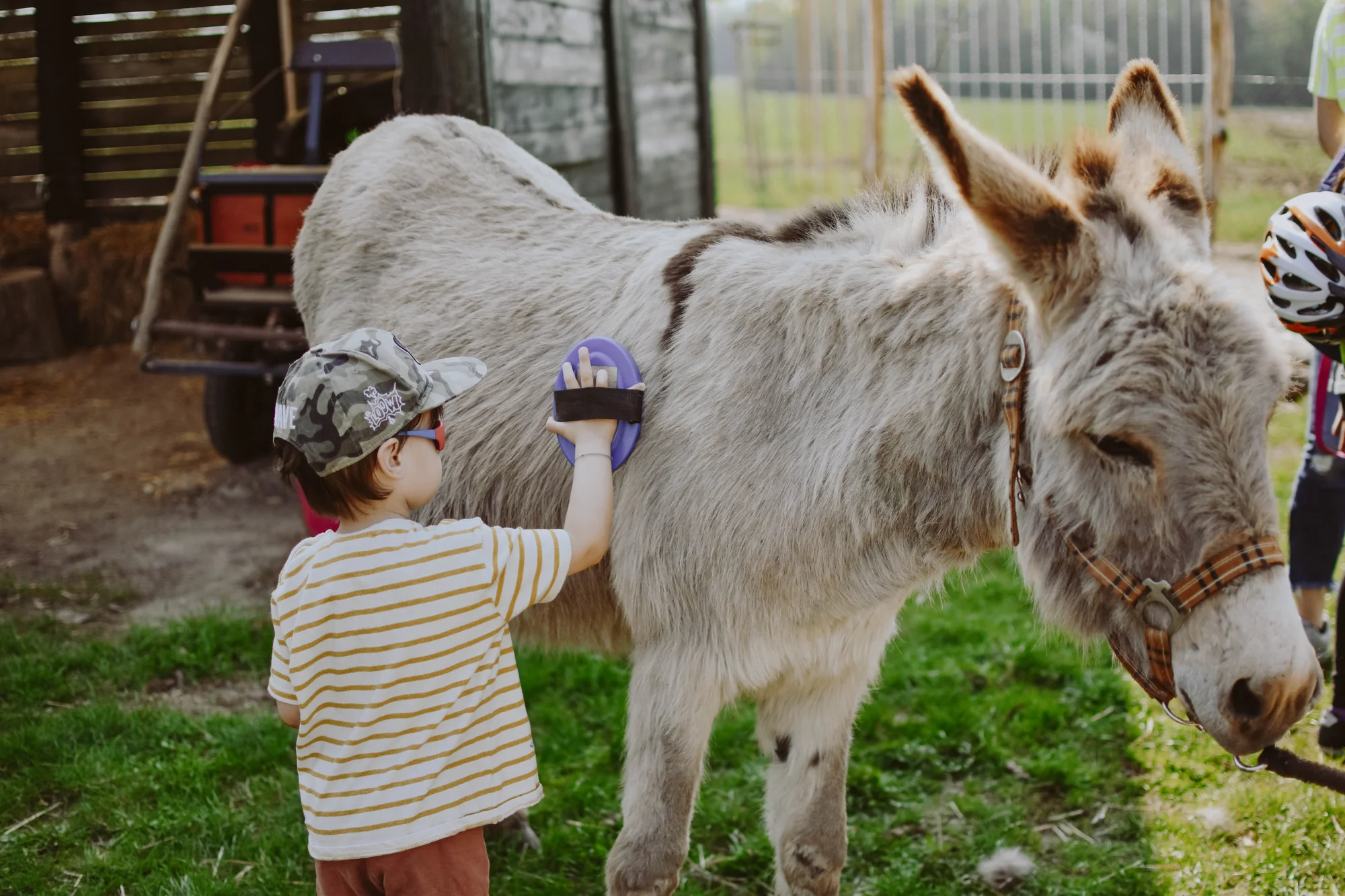 Rodinná návštěva Oslí stezky: prohlídka farmy, trail park a svezení pro děti i túra s piknikem